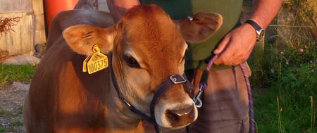 Buttercup, Fishers Mobile Farm Jersey calf